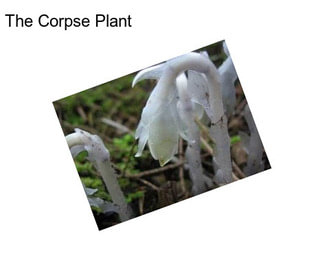 The Corpse Plant