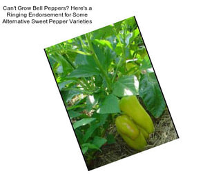 Can\'t Grow Bell Peppers? Here\'s a Ringing Endorsement for Some Alternative Sweet Pepper Varieties