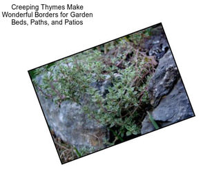 Creeping Thymes Make Wonderful Borders for Garden Beds, Paths, and Patios