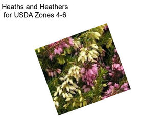 Heaths and Heathers for USDA Zones 4-6