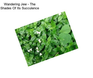 Wandering Jew - The Shades Of Its Succulence