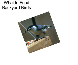 What to Feed Backyard Birds