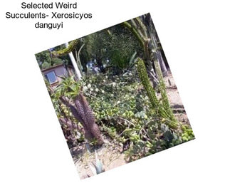 Selected Weird Succulents- Xerosicyos danguyi