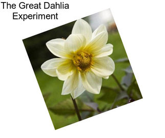 The Great Dahlia Experiment