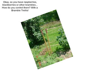 Okay, so you have raspberries, blackberries or other brambles... How do you control them? With a Bramble Trellis!