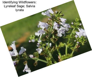 Identifying Wildflowers: Lyreleaf Sage; Salvia lyrata