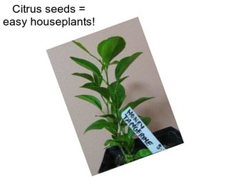 Citrus seeds = easy houseplants!