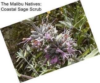 The Malibu Natives: Coastal Sage Scrub