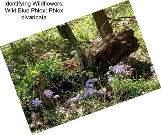 Identifying Wildflowers: Wild Blue Phlox; Phlox divaricata