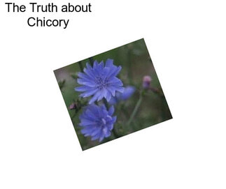 The Truth about Chicory