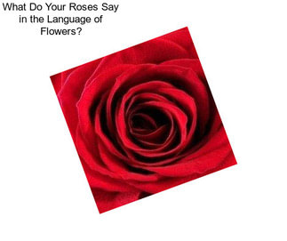 What Do Your Roses Say in the Language of Flowers?
