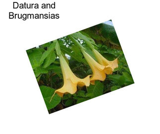 Datura and Brugmansias