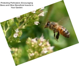 Protecting Pollinators: Encouraging Bees and Other Beneficial Insects in Your Garden