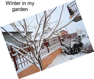 Winter in my garden