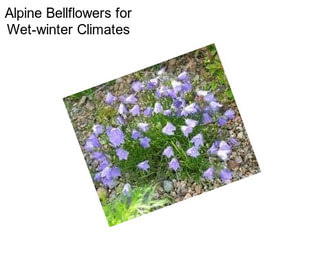 Alpine Bellflowers for Wet-winter Climates