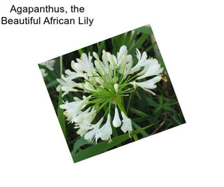 Agapanthus, the Beautiful African Lily