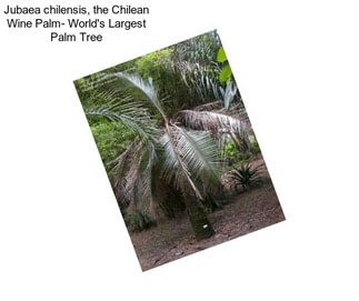 Jubaea chilensis, the Chilean Wine Palm- World\'s Largest Palm Tree