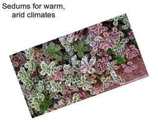 Sedums for warm, arid climates