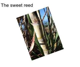 The sweet reed