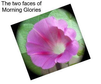 The two faces of Morning Glories