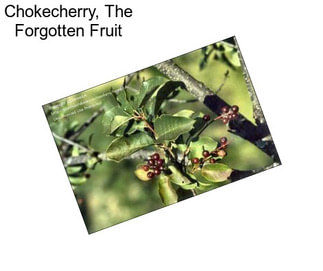 Chokecherry, The Forgotten Fruit