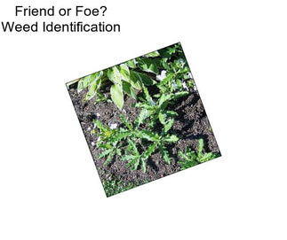 Friend or Foe? Weed Identification