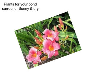 Plants for your pond surround: Sunny & dry