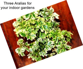 Three Aralias for your indoor gardens