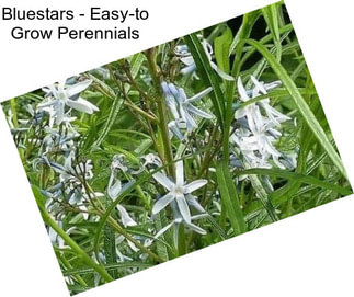 Bluestars - Easy-to Grow Perennials