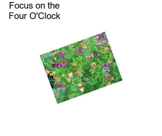 Focus on the Four O\'Clock