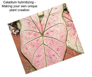 Caladium hybridizing - Making your own unique plant creation