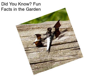 Did You Know? Fun Facts in the Garden