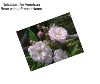 Noisettes: An American Rose with a French Name