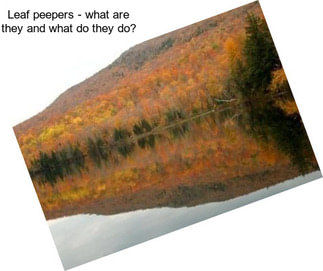 Leaf peepers - what are they and what do they do?