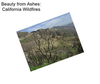 Beauty from Ashes: California Wildfires