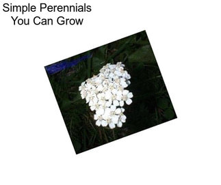 Simple Perennials You Can Grow