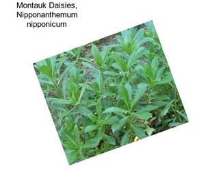 Montauk Daisies, Nipponanthemum nipponicum