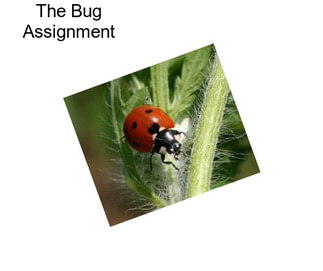 The Bug Assignment