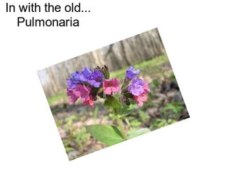 In with the old... Pulmonaria