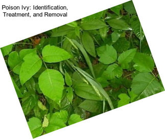 Poison Ivy: Identification, Treatment, and Removal
