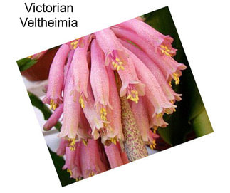 Victorian Veltheimia