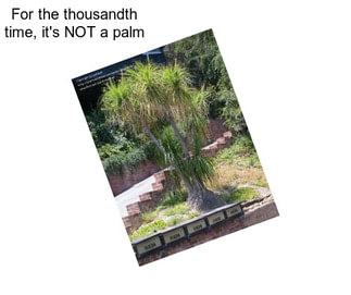 For the thousandth time, it\'s NOT a palm