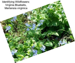 Identifying Wildflowers: Virginia Bluebells, Mertensia virginica