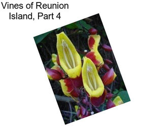 Vines of Reunion Island, Part 4