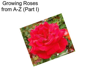 Growing Roses from A-Z (Part I)