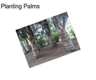 Planting Palms