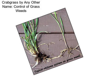 Crabgrass by Any Other Name: Control of Grass Weeds