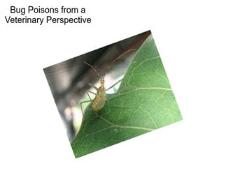 Bug Poisons from a Veterinary Perspective