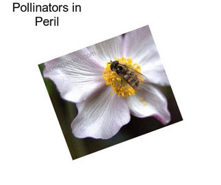 Pollinators in Peril