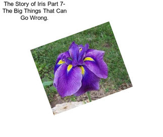 The Story of Iris Part 7- The Big Things That Can Go Wrong.